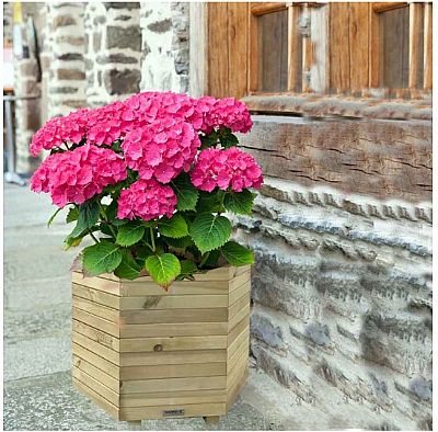 ΞΥΛΙΝΗ ΓΛΑΣΤΡΑ ΕΞΑΓΩΝΗ 56(Υ) X Φ65ΕΚ. ΜΕ ΕΣΩΤΕΡΙΚΕΣ ΓΩΝΙΕΣ