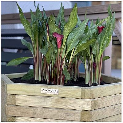 ΞΥΛΙΝΗ ΓΛΑΣΤΡΑ ΕΞΑΓΩΝΗ 56(Υ) X Φ65ΕΚ.