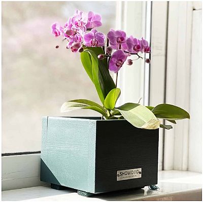 ΓΛΑΣΤΡΑΚΙ ΚΑΣΠΩ ΠΡΑΣΙΝΟ 