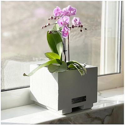 ΓΛΑΣΤΡΑΚΙ ΚΑΣΠΩ ΛΕΥΚΟ/ΜΠΕΖ 