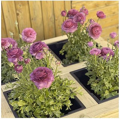 ΓΛΑΣΤΡΑ ΜΕ ΚΑΣΠΩ 4 ΘΕΣΕΩΝ 40(Υ) X 80 X 80ΕΚ.